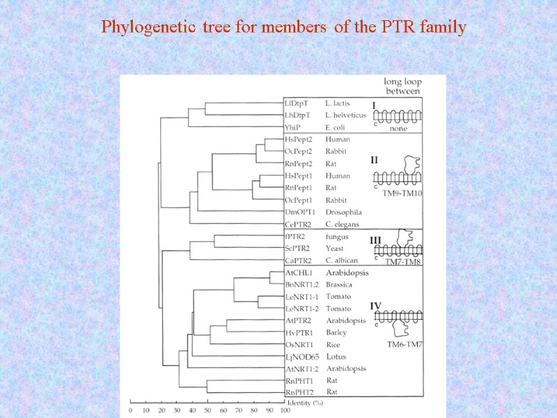 Phylogenetic tree for members of the PTR family